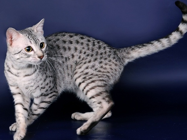 Породы кошек в Мегионе | ЗооТом портал о животных