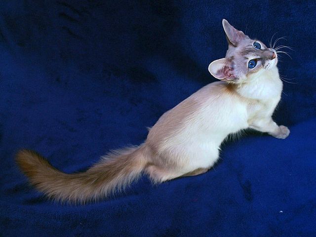 Выведенные породы кошек в Мегионе | ЗооТом портал о животных
