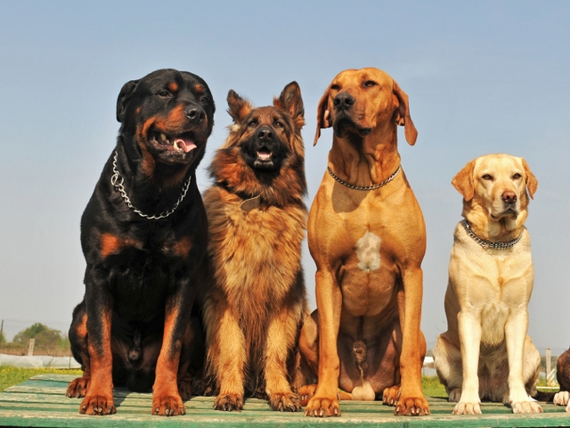 Крупные породы собак в Мегионе | ЗооТом портал о животных