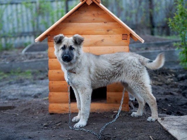 Все о собаках в Мегионе